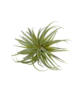 Tillandsia pianta artificiale 50x43 cm